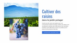 Cultiver Des Raisins - Maquette De Site Web Gratuite