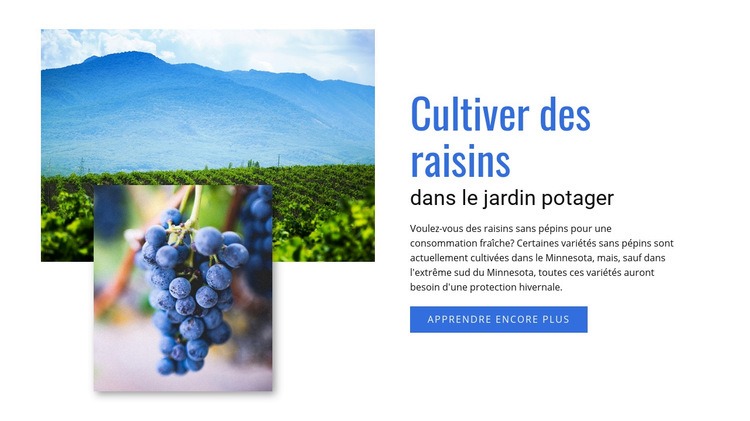 Cultiver des raisins Maquette de site Web