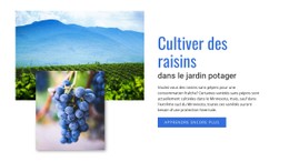 Cultiver Des Raisins Modèle CSS À Télécharger Gratuitement