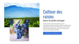 Cultiver Des Raisins - Modèle HTML5