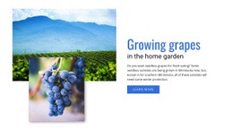 Growing Grapes - Beautiful Html Code