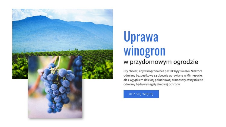 Uprawa winogron Makieta strony internetowej
