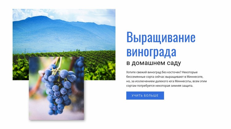 Выращивание винограда Конструктор сайтов HTML