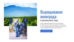 Выращивание Винограда — Шаблон Сайта Joomla