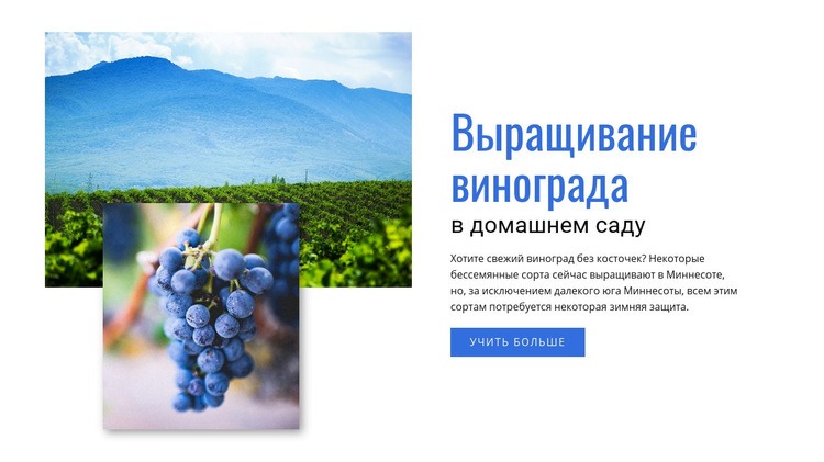 Выращивание винограда Шаблон веб-сайта