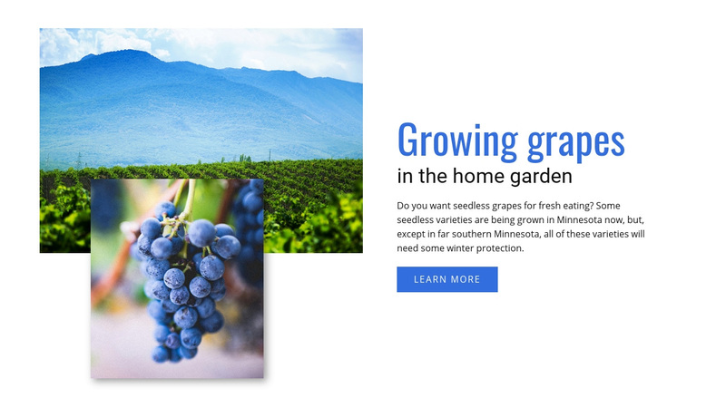 Growing grapes  Squarespace Template Alternative
