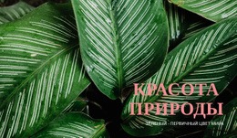 Принципы Экотуризма – HTML-Шаблон Сайта