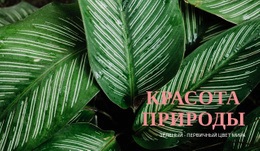 Принципы Экотуризма – Многофункциональная Тема WooCommerce