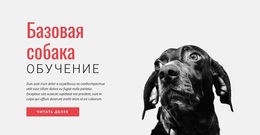 Обучение Новым Навыкам — Идеальная Тема WordPress