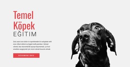 Yeni Beceriler Geliştirmek - Nihai WordPress Teması