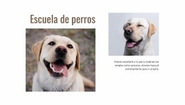 Programas De Adiestradores De Perros