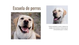 Programas De Adiestradores De Perros