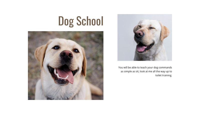 Dog trainers programs Wix Template Alternative