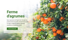 Ferme D'Agrumes – Créateur De Sites Web Pour Vous Inspirer