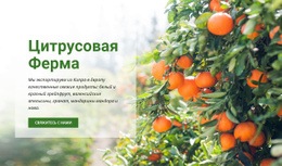 Цитрусовая Ферма – Загрузка HTML-Шаблона