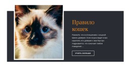 Правила И Руководство – Вдохновение Для Темы WordPress