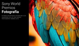 Premio Fotográfico Del Año - Crea Hermosas Plantillas