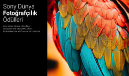 Yılın Fotoğraf Ödülü - Tamamen Duyarlı Şablon