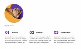 Choisissez Une Catégorie - Modèle HTML5 Réactif