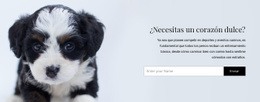 Sacar Un Perro De Un Refugio - Diseño Web Polivalente