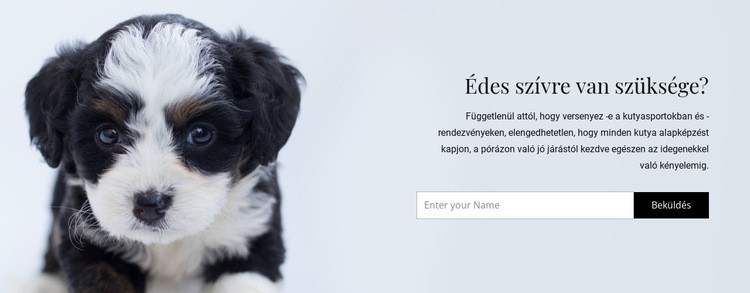 Vegyünk egy kutyát a menhelyről Weboldal tervezés