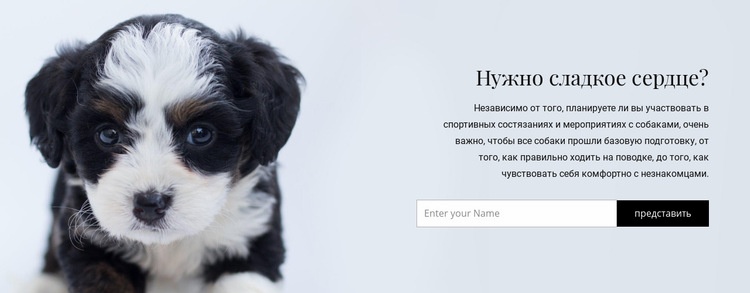 Взять собаку из приюта Конструктор сайтов HTML