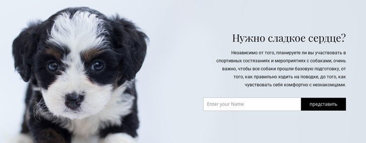 Взять собаку из приюта HTML шаблон