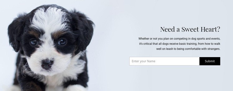 Ta en hund från ett skydd Html webbplatsbyggare