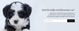 Barınaktan Bir Köpek Alın - HTML Web Sitesi Şablonu
