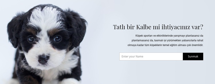 Barınaktan bir köpek alın Html Web Sitesi Oluşturucu