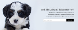 Barınaktan Bir Köpek Alın - Basit Web Sitesi Şablonu