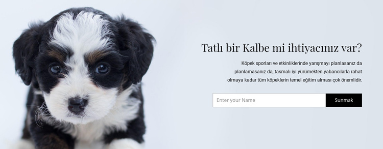 Barınaktan bir köpek alın Web Sitesi Şablonu