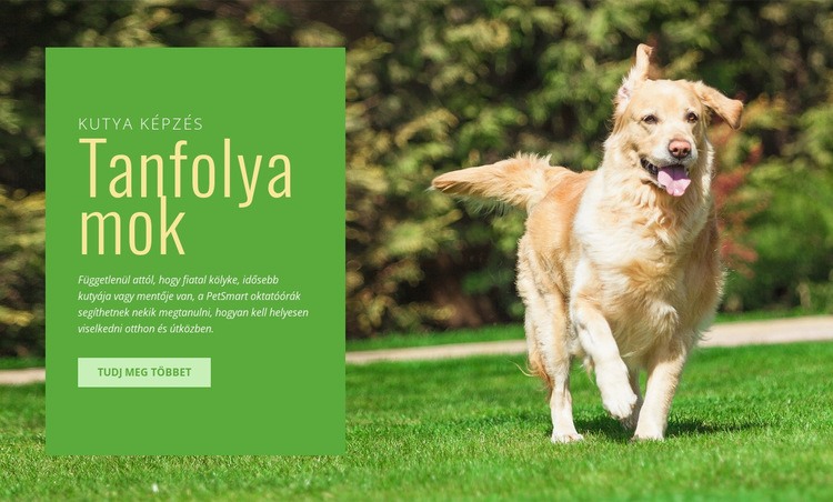 Engedelmes képzés kutyáknak Weboldal tervezés