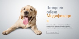 Привыкание И Десенсибилизация Шаблон Формы CSS