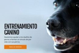 Maqueta De Sitio Web Más Creativa Para Entrenamiento Efectivo Del Comportamiento Del Perro