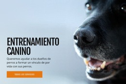 Entrenamiento Efectivo Del Comportamiento Del Perro: Plantilla De Página HTML