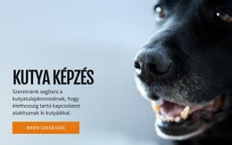 Hatékony Kutya Viselkedés Tréning – Gyönyörű Sablonok Létrehozása