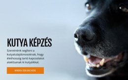 Webhely Kialakítása A(Z) Hatékony Kutya Viselkedés Tréning Számára