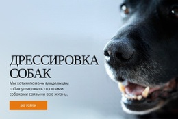 Эффективное Обучение Поведению Собак - HTML5 Website Builder