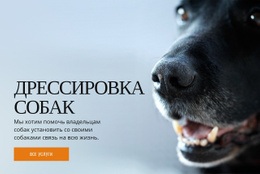 Эффективное Обучение Поведению Собак – Адаптивный Шаблон HTML5