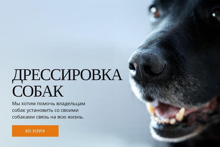 Эффективное обучение поведению собак Шаблон веб-сайта