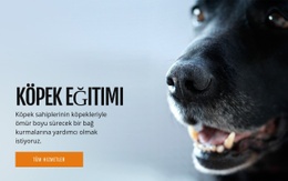 Etkili Köpek Davranış Eğitimi Için CSS Menüsü