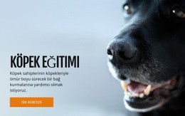 Etkili Köpek Davranış Eğitimi Için En İyi HTML5 Şablonu