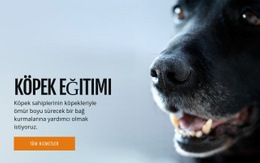 Etkili Köpek Davranış Eğitimi Için En Yaratıcı Web Sitesi Maketi