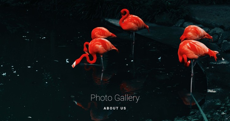 Flamingo dieren in het wild CSS-sjabloon