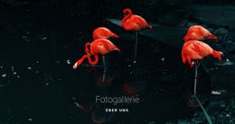 Website-Design Für Flamingo-Tierwelt