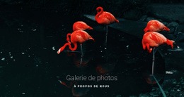 Flamant Rose - Modèle Polyvalent D'Une Page