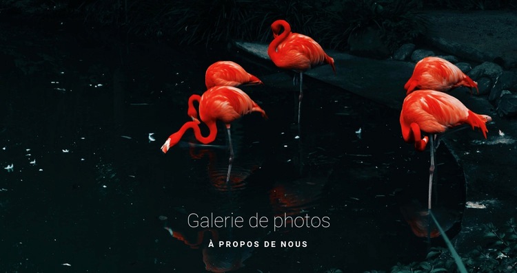 Flamant rose Page de destination