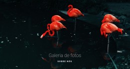 Flamingo Fauna Modelo CSS Simples