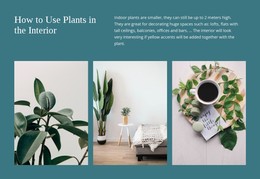 Plants Can Increase Productivity